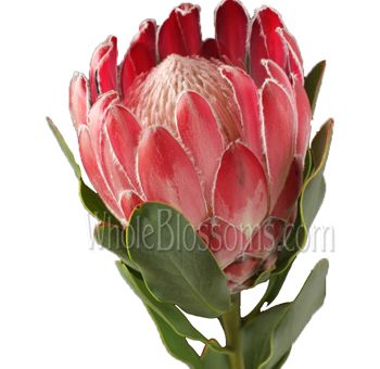 Luxury Protea used by Touch of Whimsy
