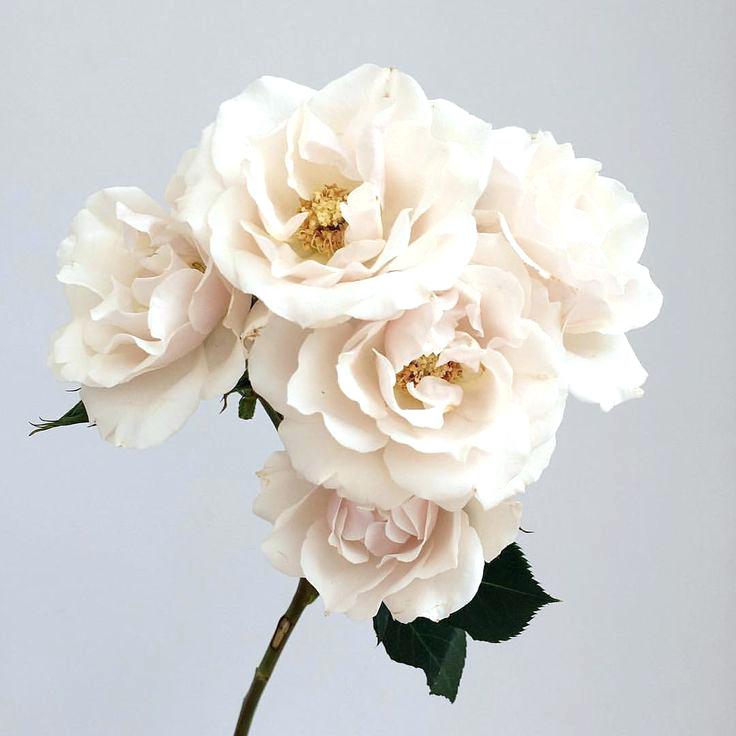 Majolica Spray Roses, Kelsea Vaughan uses for her brides at Touch of Whimsy